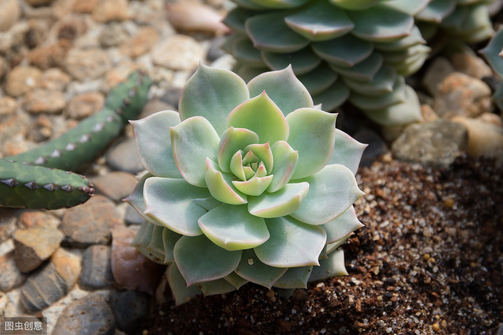 夏天多肉植物怎么养护，多肉怎样度过炎热的夏季？ 多肉植物 第3张