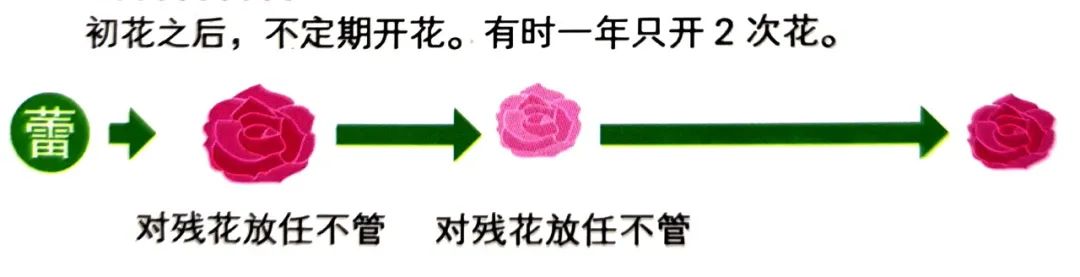 玫瑰花怎么修剪才能多开花快，玫瑰修剪方法图解法 养花知识 第4张