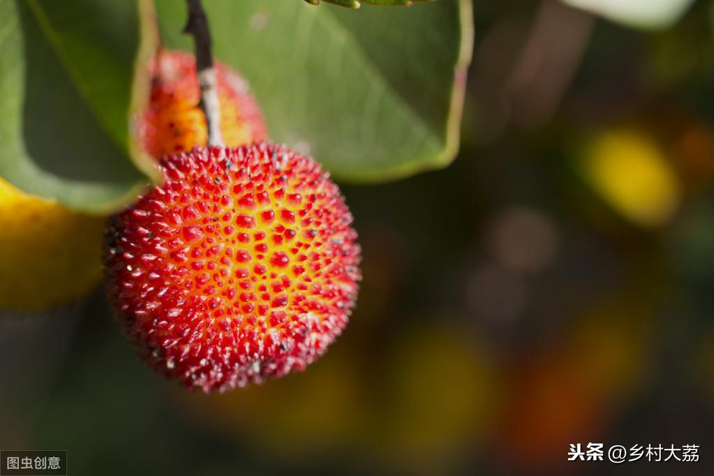 杨梅树什么时候种植最好，杨梅的种植技术 绿植养护 第2张