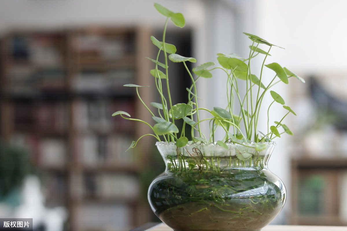 怎样水培生根发芽植物？水培植物怎么做？ 养花知识 第1张