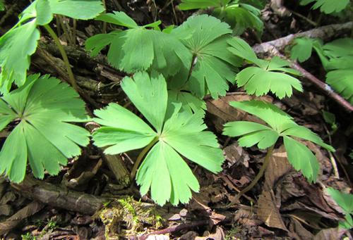 我国珍稀植物有哪些（国家一级重点保护野生植物名录） 植物百科 第8张