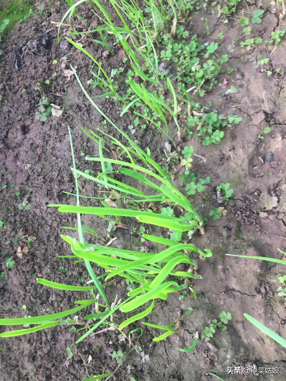 韭菜种子没泡能发芽吗，家庭种植韭菜的方法和技巧 阳台种菜 第1张