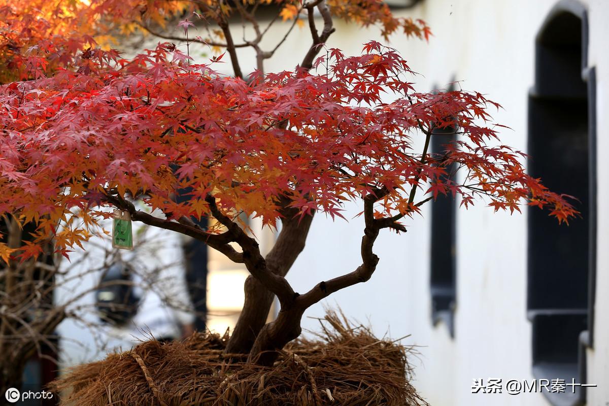 红枫盆景怎么修剪好看，红枫盆景怎样做造型？ 绿植养护 第2张