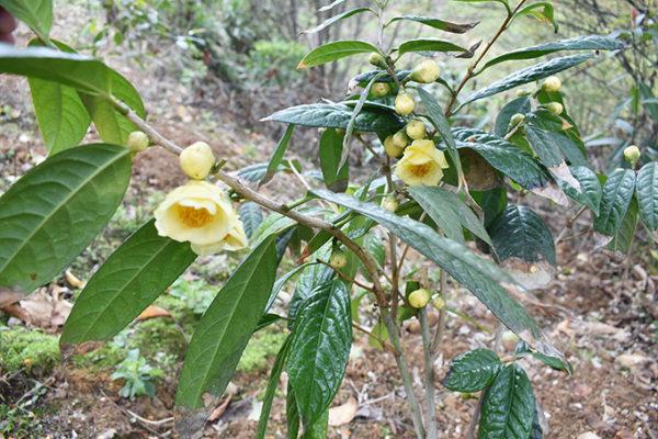 我国珍稀植物有哪些（国家一级重点保护野生植物名录） 植物百科 第51张