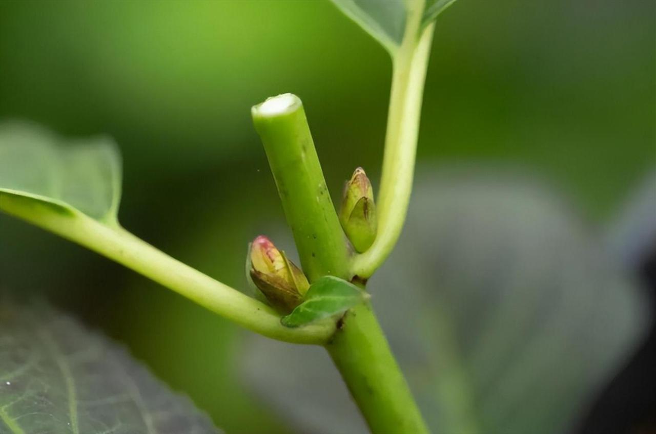 绣球花冬天怎么养，绣球花过冬养护注意事项 养花知识 第9张