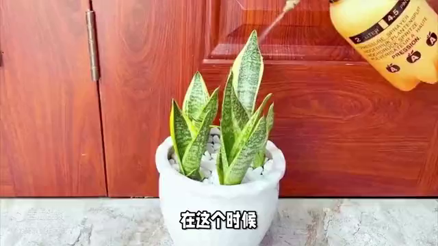 虎皮兰怎样移栽，关于虎皮兰的移植和栽种的小技巧 绿植养护 第2张