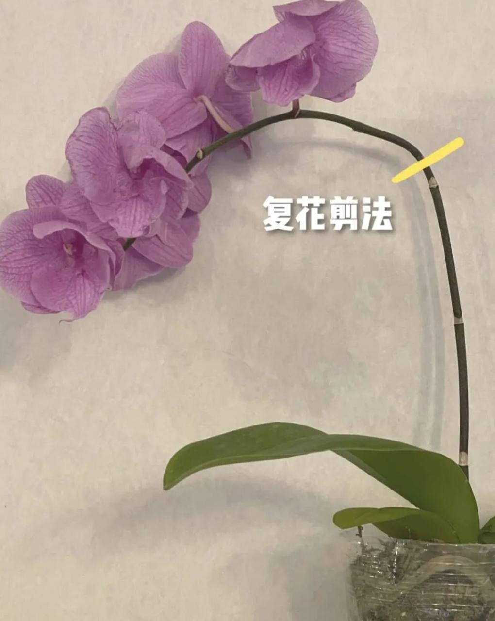 蝴蝶兰开完花后怎么处理方法，蝴蝶兰开完花后的养护技巧 养花知识 第2张