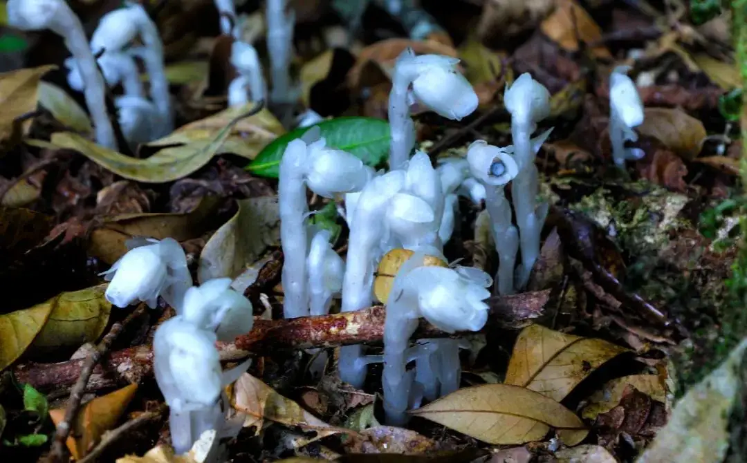 水晶兰为什么叫死亡之花，水晶兰简介和用途 植物百科 第7张