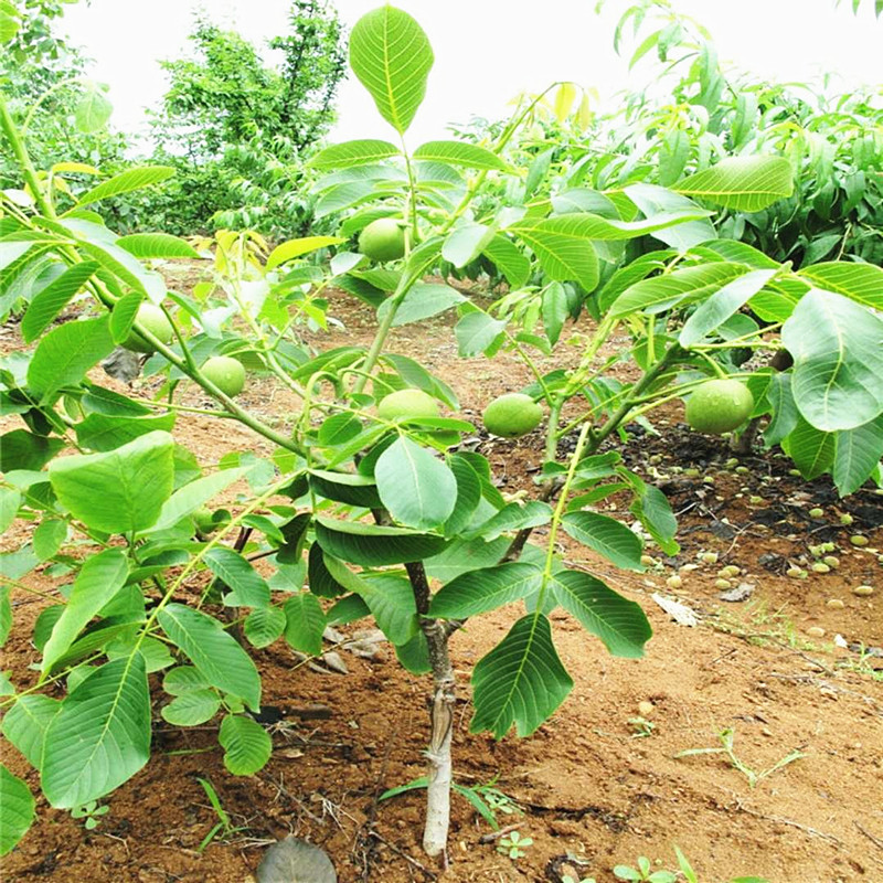 核桃树早期落果的原因有哪些，如何防治？ 绿植养护 第2张