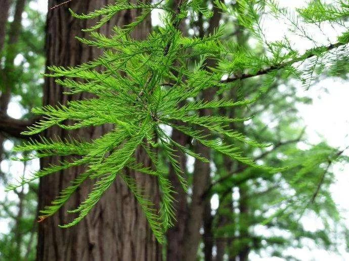 我国珍稀植物有哪些（国家一级重点保护野生植物名录） 植物百科 第32张