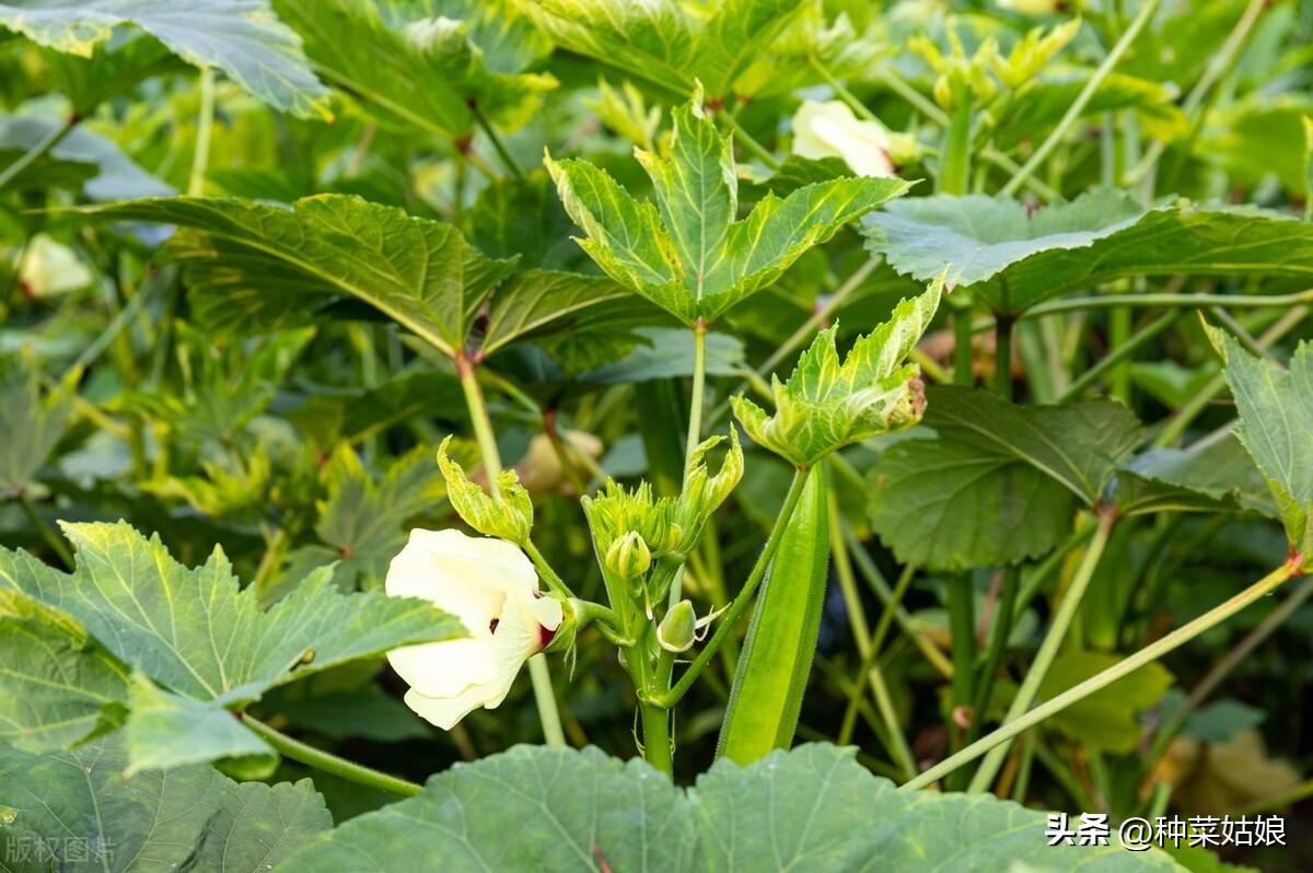 秋葵几月份种植最好，秋葵的种植方法 阳台种菜 第4张