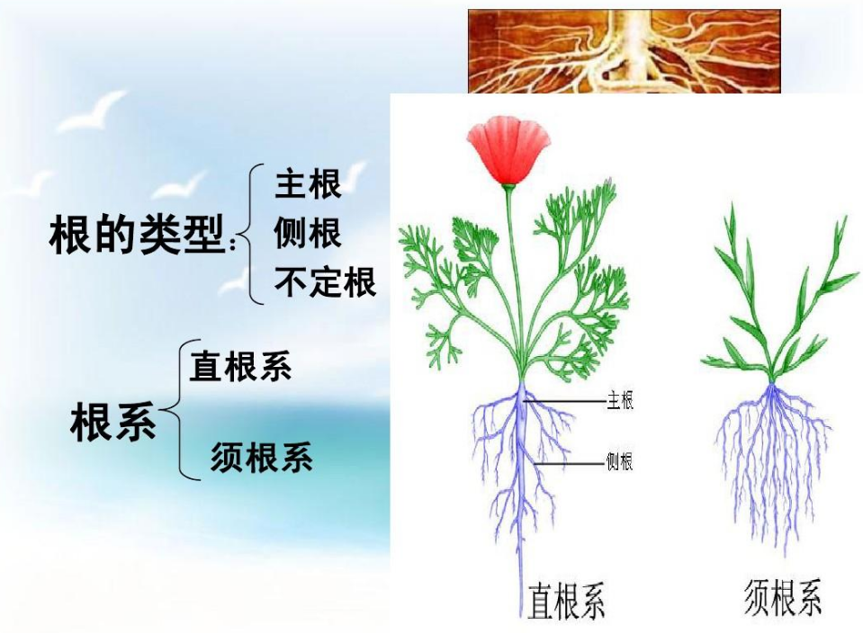 为何树木移栽时要截枝，苗木移植时为什么要先进行修剪呢？ 绿植养护 第3张