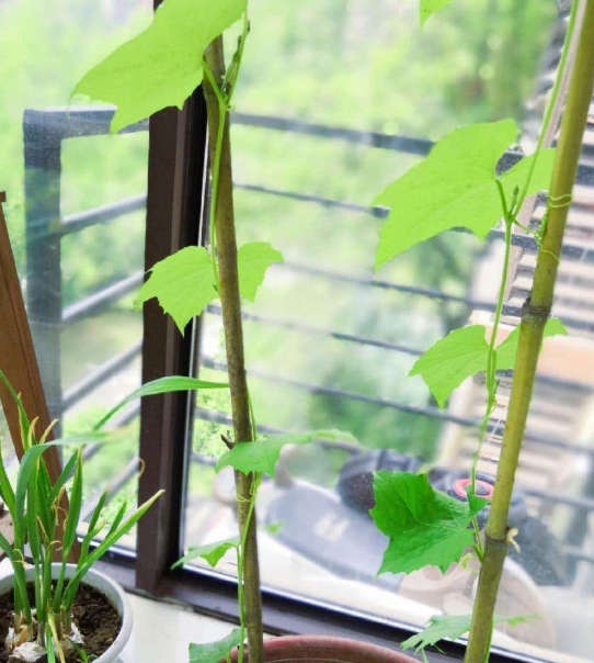 丝瓜阳台种植方法，阳台种丝瓜的技巧和管理要点 阳台种菜 第2张