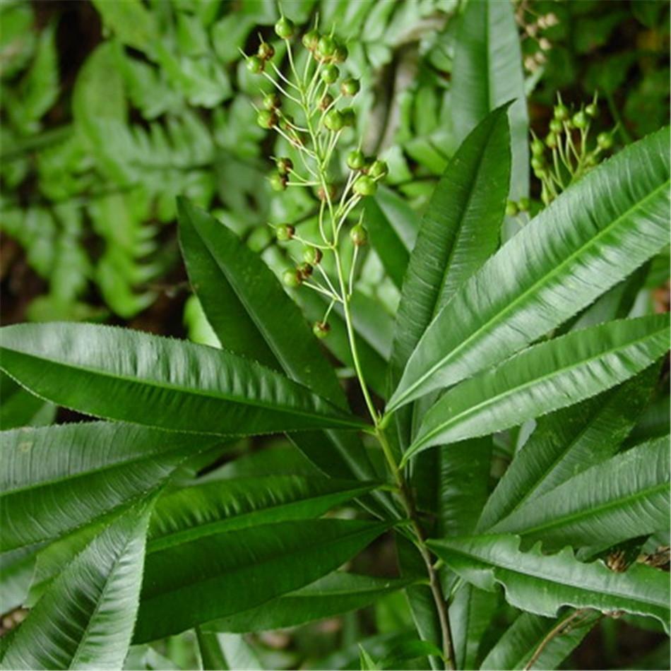 我国珍稀植物有哪些（国家一级重点保护野生植物名录） 植物百科 第7张