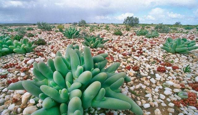 多肉植物怎么配土，多肉种植用什么土壤最好养？ 多肉植物 第1张