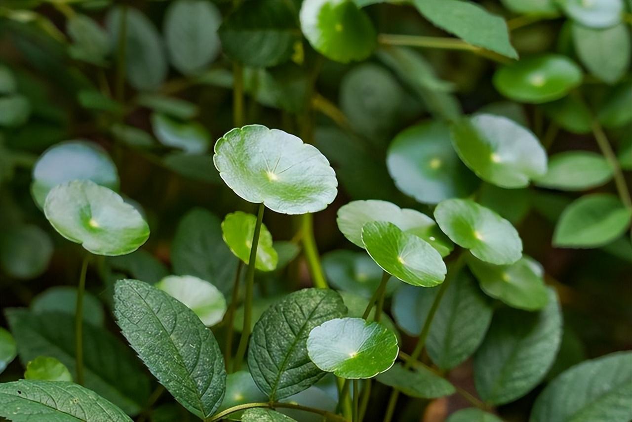 金钱草怎么养护与浇水，移苗后的金钱草的养护注意事项 绿植养护 第4张