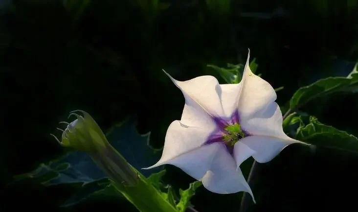 曼陀罗花的传说：被诅咒的花朵 植物百科 第3张