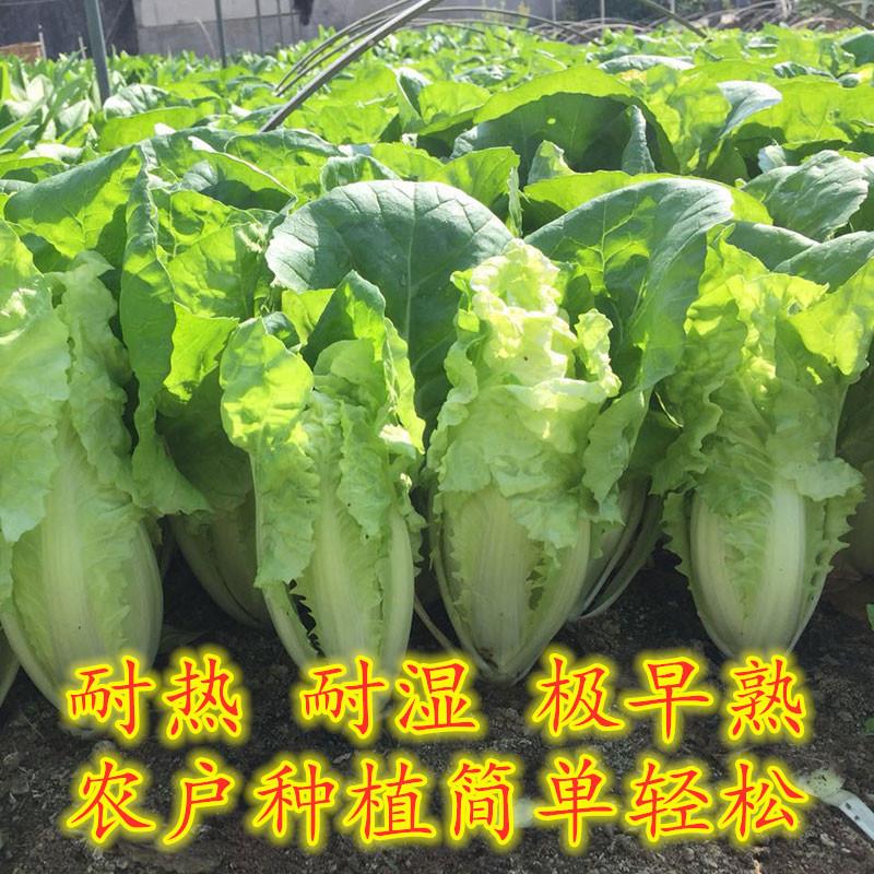 5月和6月份种什么菜合适，5、6月几款蔬菜推荐 阳台种菜 第7张