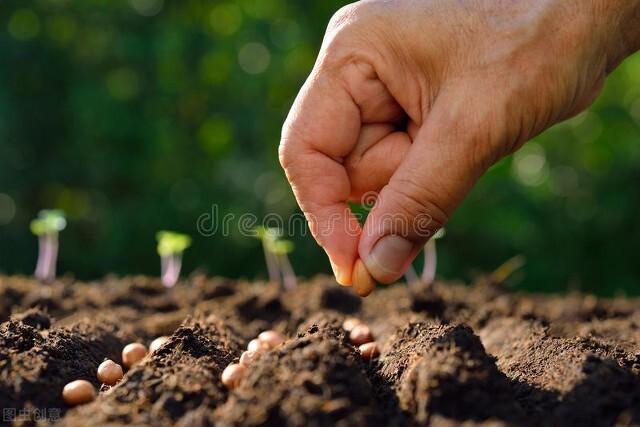 四季豆什么时候种最好，四季豆种植技术与管理 阳台种菜 第1张