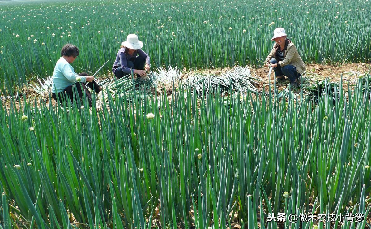 大葱种植技术，大葱栽种和管理技巧 阳台种菜 第4张