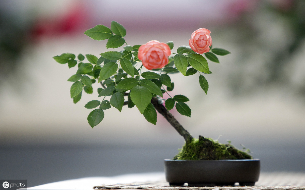 月季花不长花苞是怎么回事？月季花不开花原因及解决方法 养花知识 第2张