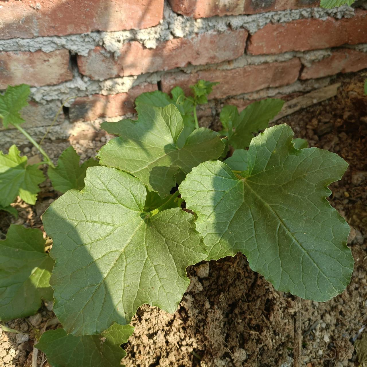 羊角瓜是搭架子还是爬地，羊角蜜吊蔓的方法详解 阳台种菜 第1张