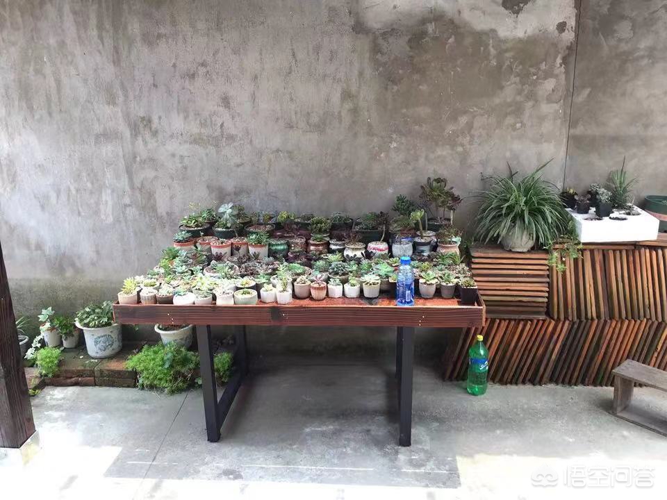 夏季怎么给多肉植物晒太阳，夏季多肉怎么晒太阳最好？ 多肉植物 第4张