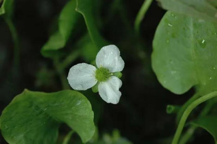 我国珍稀植物有哪些（国家一级重点保护野生植物名录） 植物百科 第34张