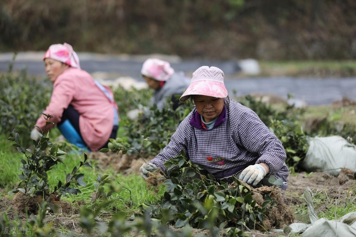 油茶树种植技术，油茶树的种植栽培方法 绿植养护 第3张