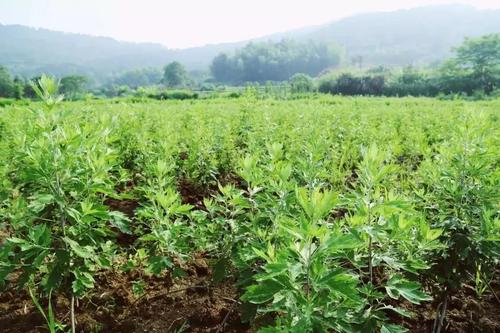 艾草种植时间和方法，艾草如何种植？ 绿植养护 第3张