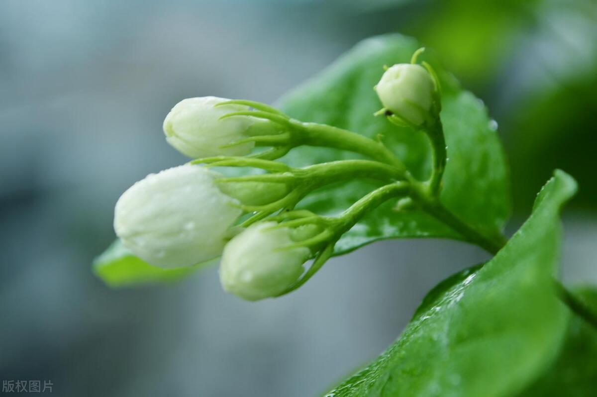 栀子花和茉莉的区别是什么，如何快速区分出茉莉花和栀子花？ 植物百科 第3张