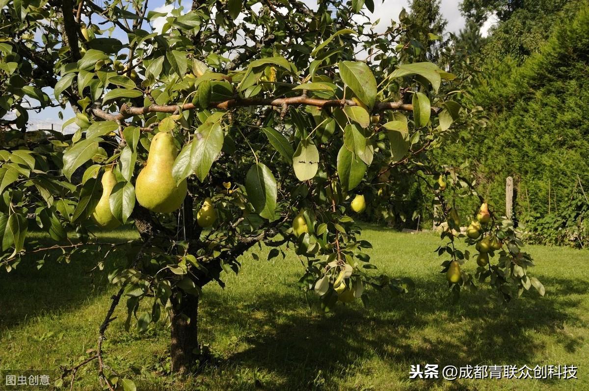 盐碱地适合种什么植物,碱性土壤可以种的几种树 绿植养护 第4张