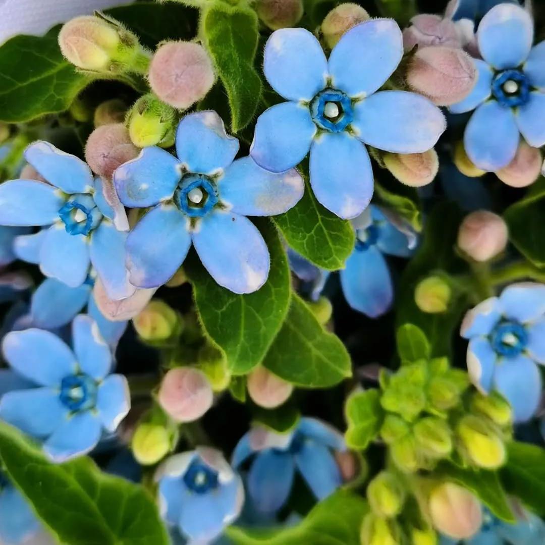 蓝星花的花语是什么意思 植物百科 第1张