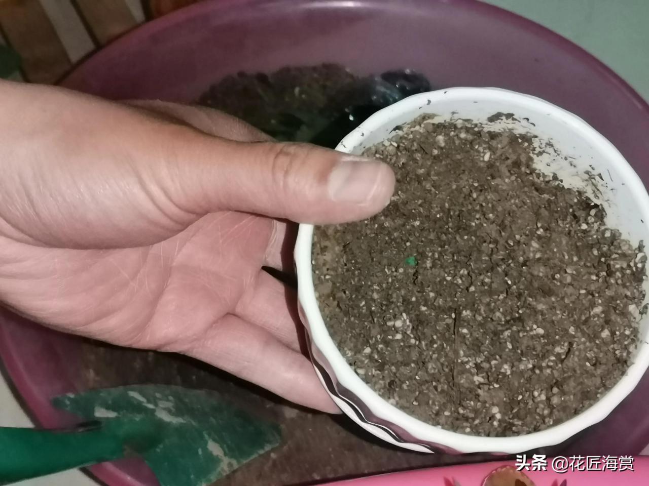 刚买的长寿花小苗如何上盆，长寿花开箱上盆过程记录 养花知识 第4张