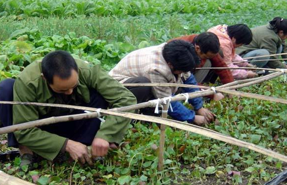 鱼腥草怎么种植，鱼腥草种植方法和步骤 阳台种菜 第1张