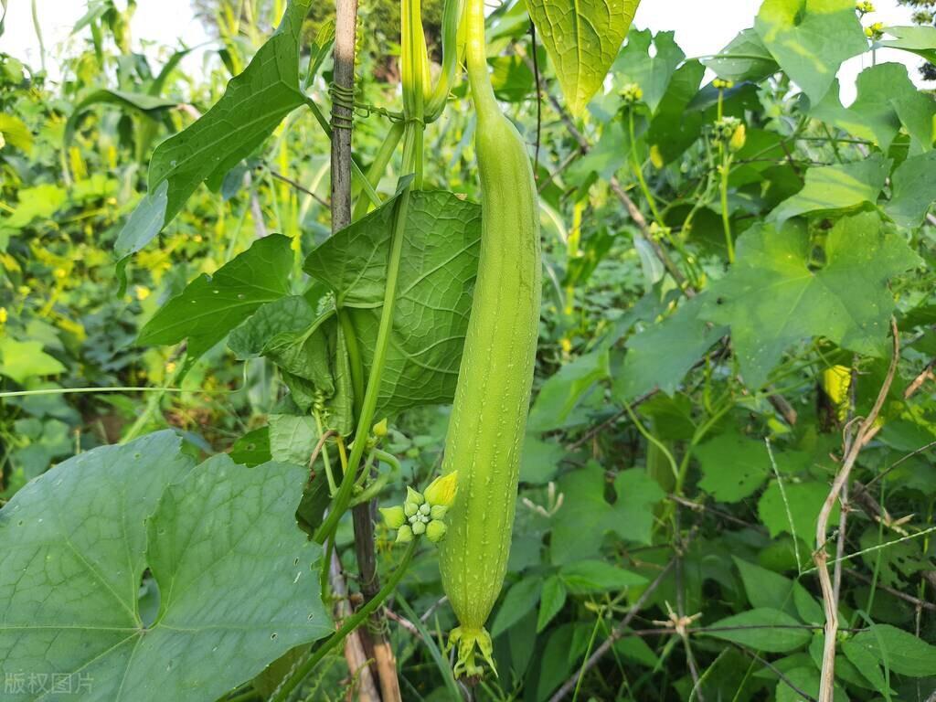 丝瓜种植方法和时间，丝瓜怎么种植全过程详解 阳台种菜 第3张