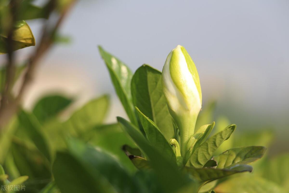 栀子花和茉莉的区别是什么，如何快速区分出茉莉花和栀子花？ 植物百科 第4张