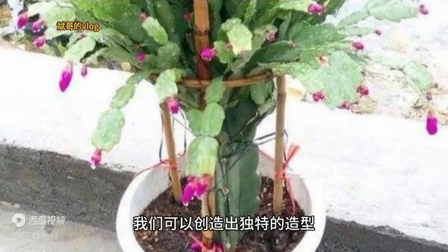 什么植物可以嫁接蟹爪兰，四种可用于嫁接蟹爪兰的树木 养花知识 第4张