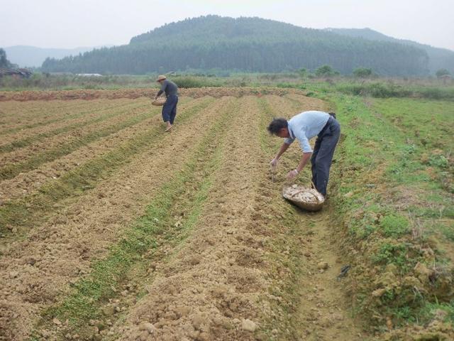 土豆种植季节是什么时候，土豆种植方法 阳台种菜 第2张