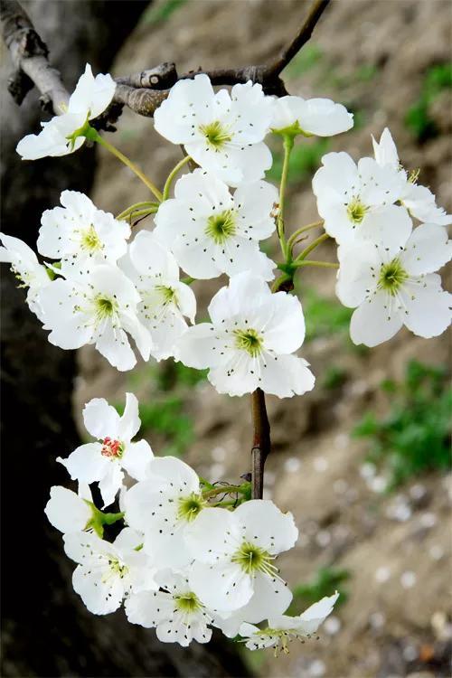 桃花杏花梨花的开花顺序，春风绽百花各种花开放的顺序 植物百科 第5张