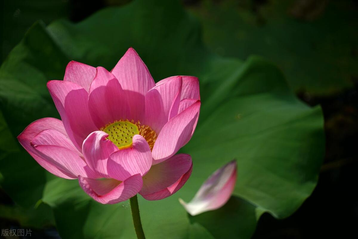 夏天什么时候浇花合适，夏天什么时候给植物浇水最好 养花知识 第6张