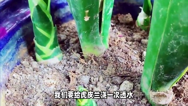 虎皮兰怎样移栽，关于虎皮兰的移植和栽种的小技巧 绿植养护 第4张