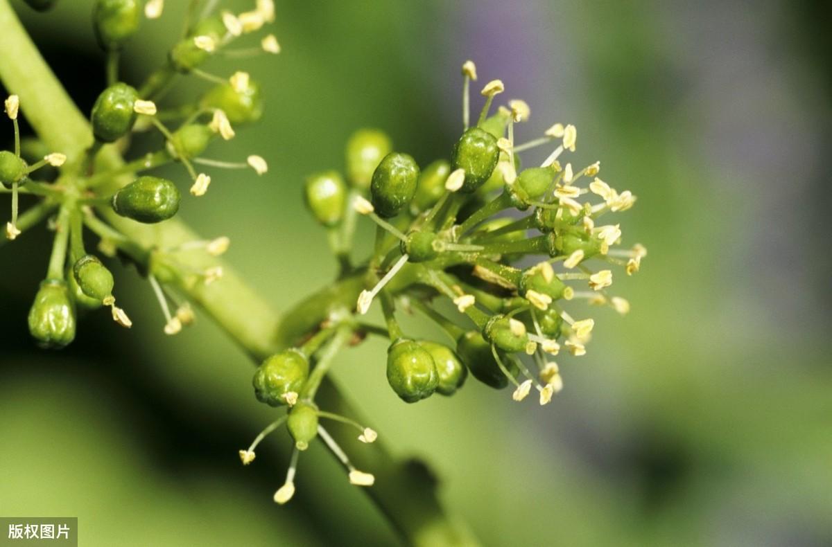 葡萄花期管理技术要点，这几点你都知道吗？ 绿植养护 第2张