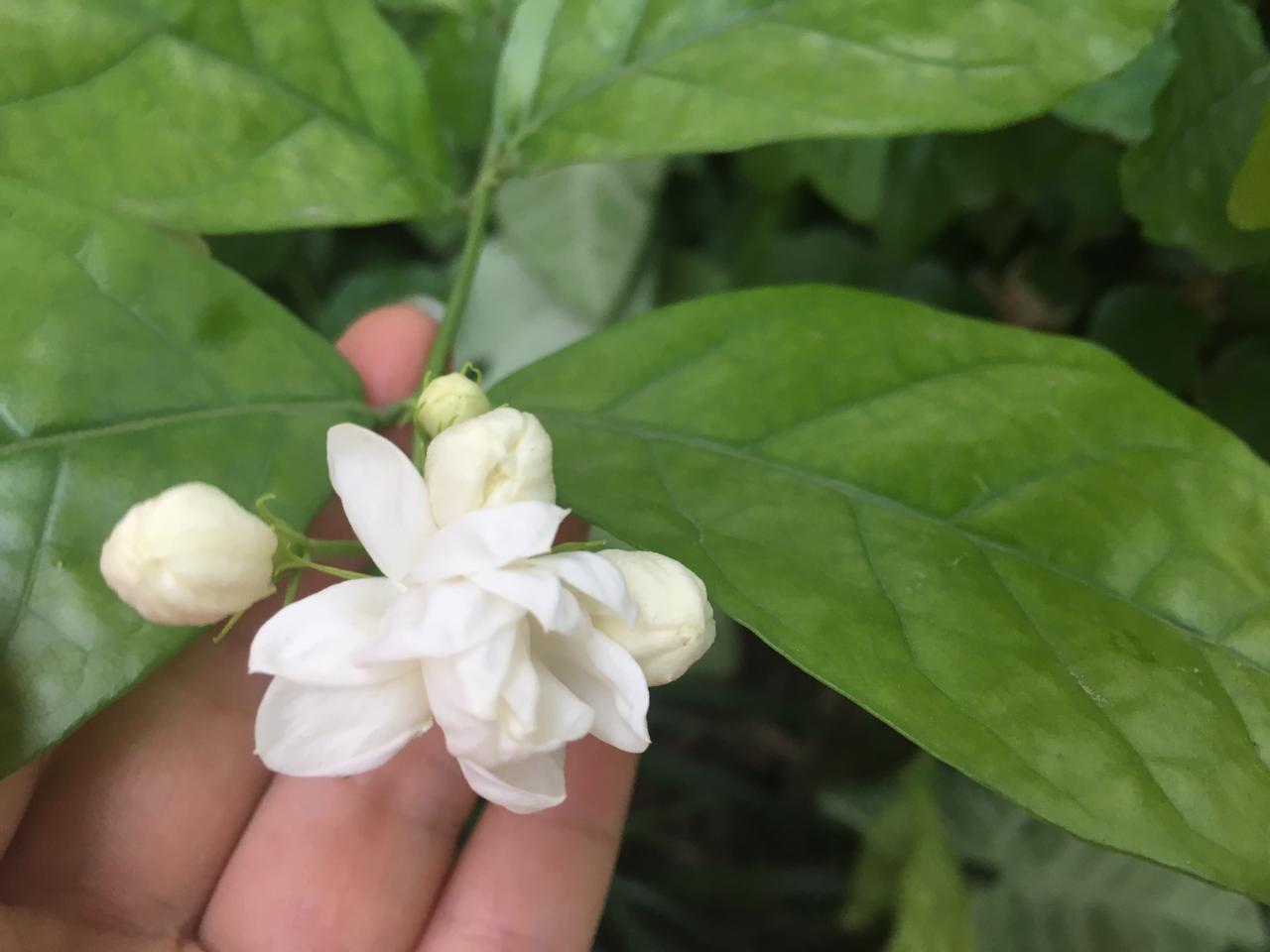 茉莉花僵苗了怎么办，茉莉花僵苗是什么原因造成的？ 养花知识 第4张