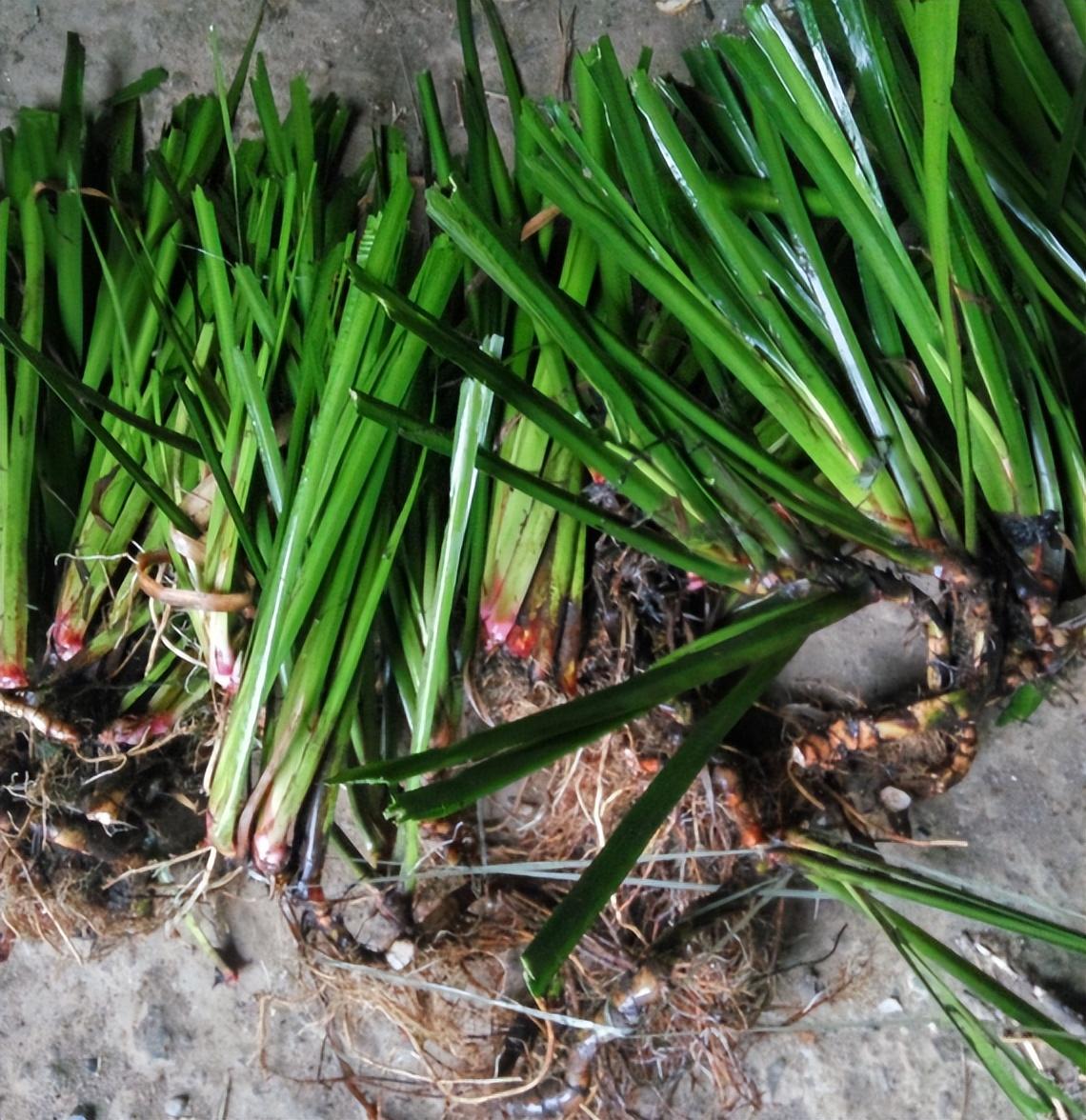 菖蒲是什么植物它真的有毒吗，菖蒲草有什么功效？ 植物百科 第4张