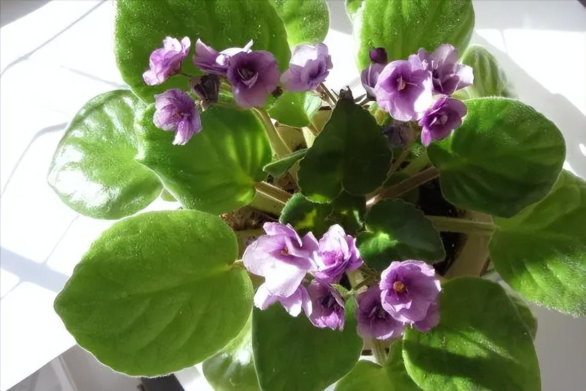 紫罗兰花怎么养家庭养法，紫罗兰的养殖方法和注意事项 养花知识 第6张