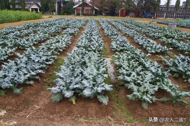 西兰花怎么种，西兰花种植攻略及要点 阳台种菜 第3张