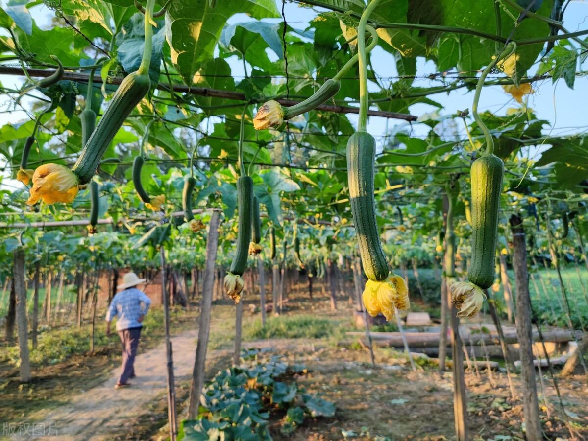 丝瓜种植方法和时间，丝瓜怎么种植全过程详解 阳台种菜 第5张