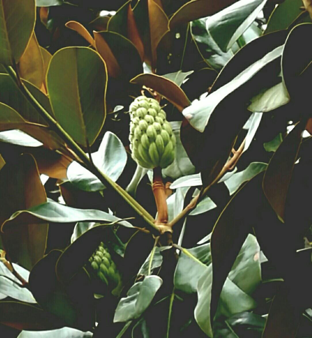 橡皮树开花吗，橡皮树如何繁殖？ 绿植养护 第2张