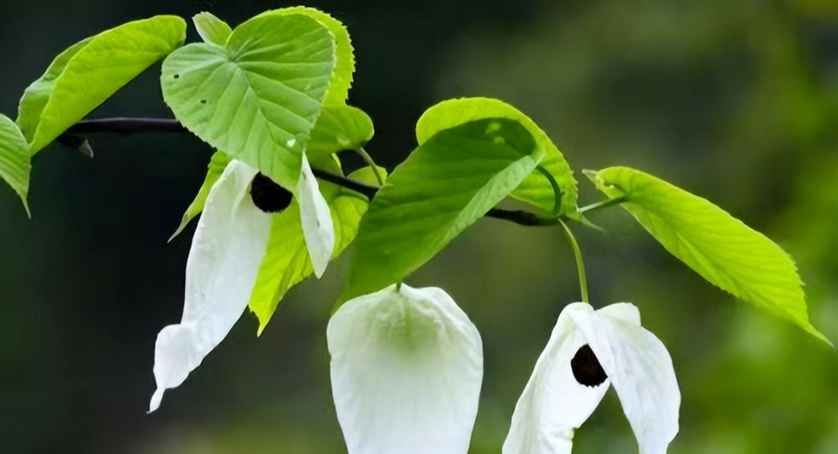 国家一二三级保护植物名录：国家保护植物你知道几个？ 植物百科 第4张